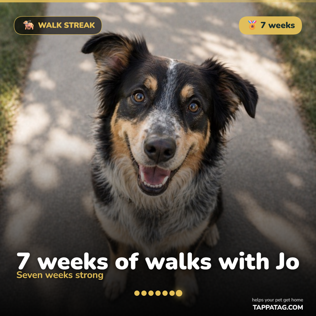 Walk streak โ share card