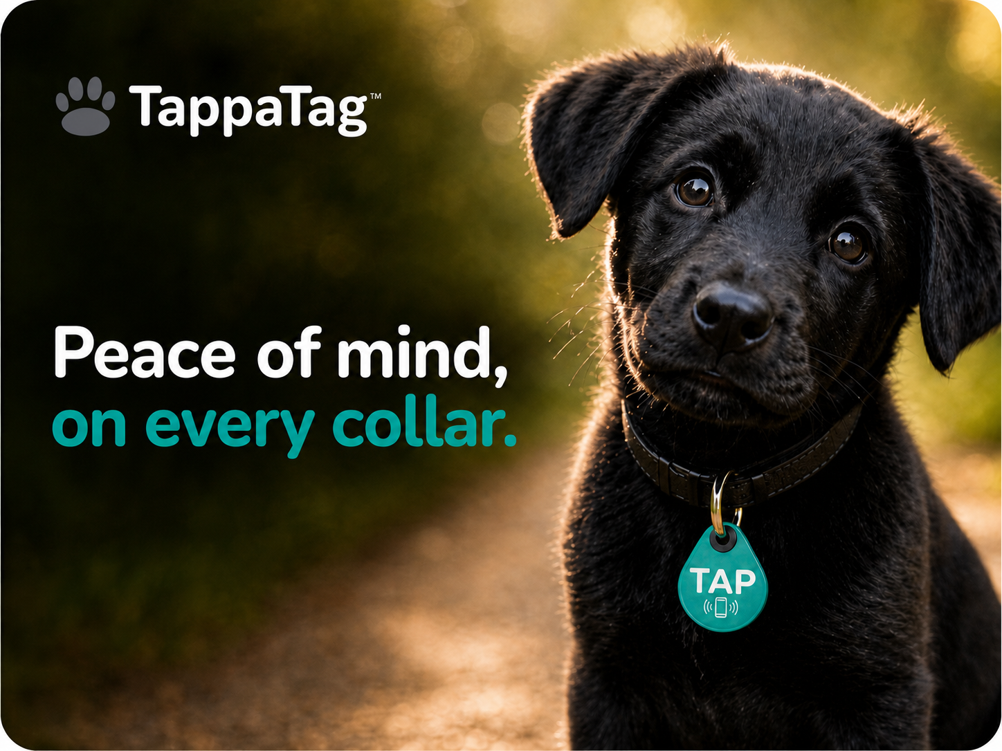 TappaTag โ premium smart pet tag with built-in AirTag holder